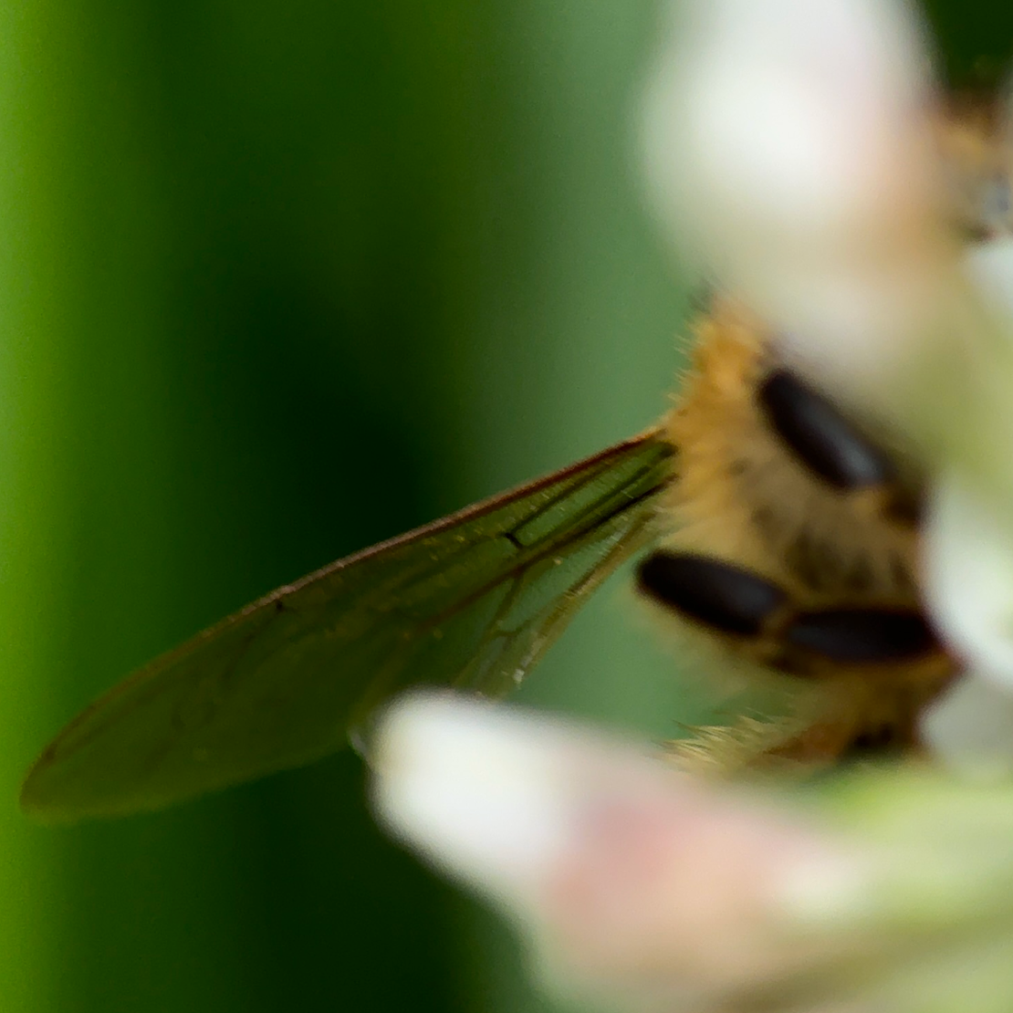 Bugs 25